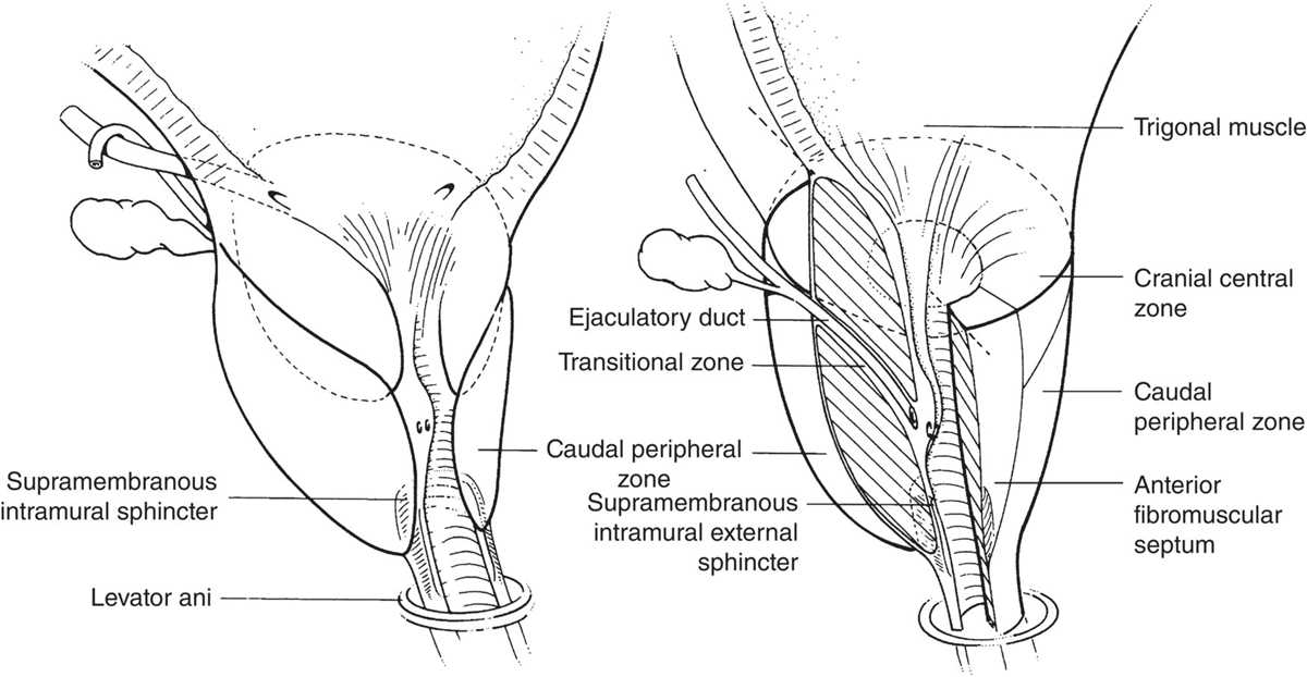 prostate schematic diagram