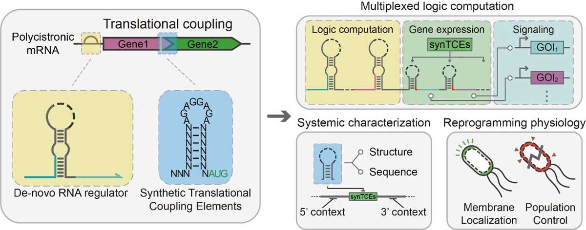 gene schematic diagram creation
