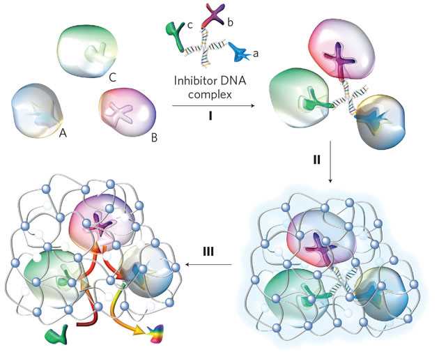schematic diagram enzyme