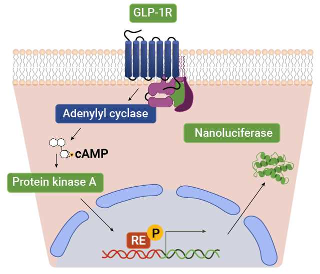 gpcr schematic diagram