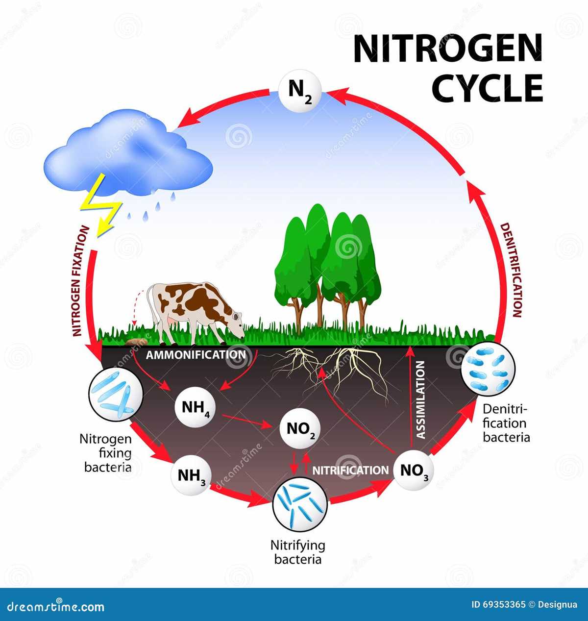 schematic diagram of nitrogen cycle
