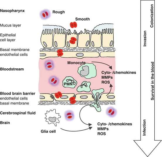 meningitis pathophysiology schematic diagram
