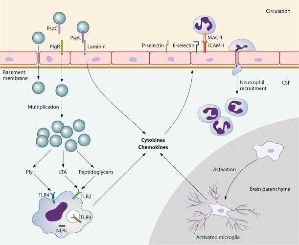 meningitis pathophysiology schematic diagram