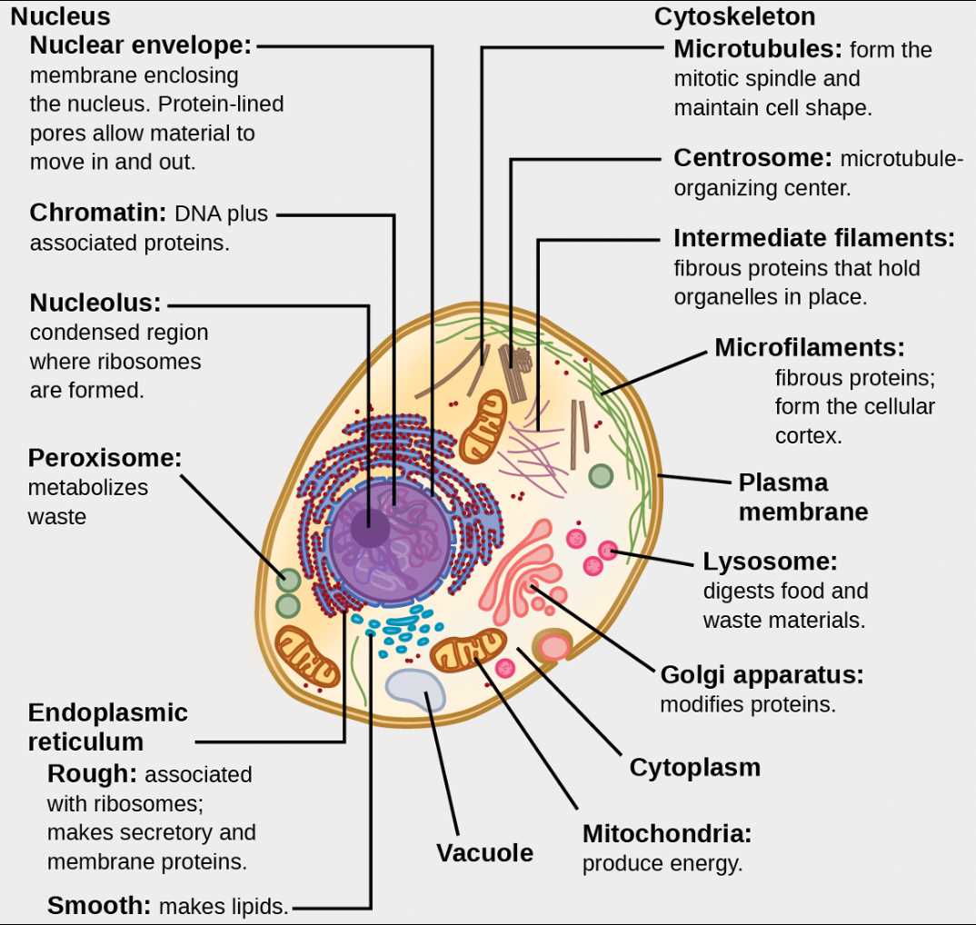 schematic diagram of a membrane phospholipid