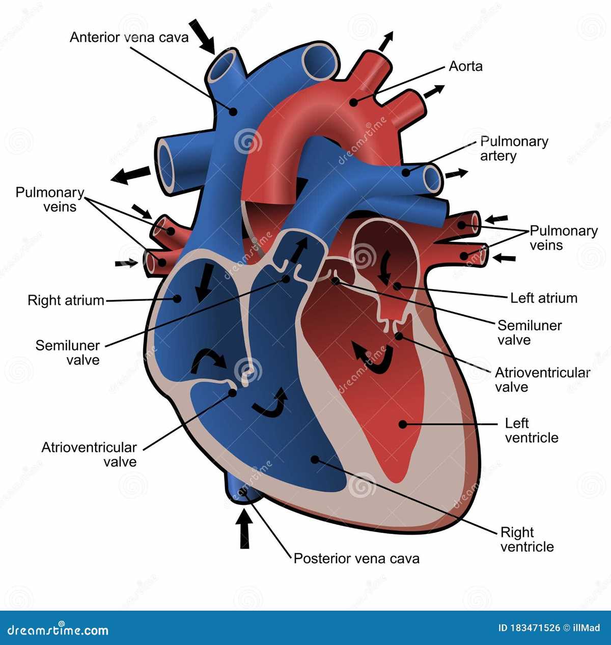 schematic diagram of cardiovascular system