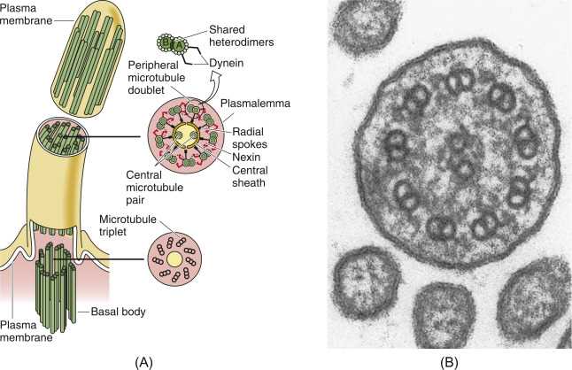 centrosome schematic diagram centrosome schematic diagram