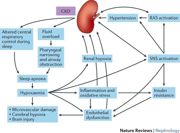 chronic kidney disease pathophysiology schematic diagram