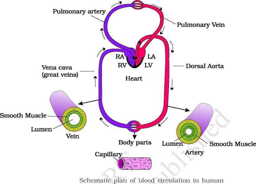 schematic diagram of blood flow in chordate