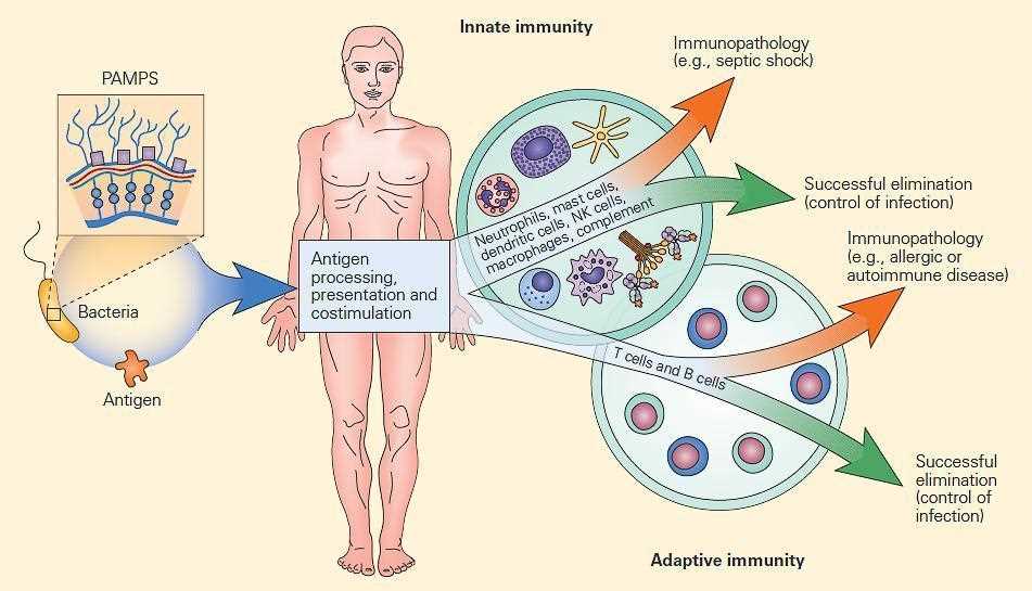 acute inflammation schematic diagram