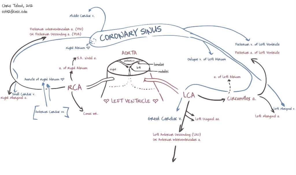 schematic diagram of heart blood flow