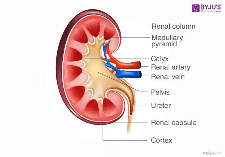 kidney schematic diagram kidney schematic diagram