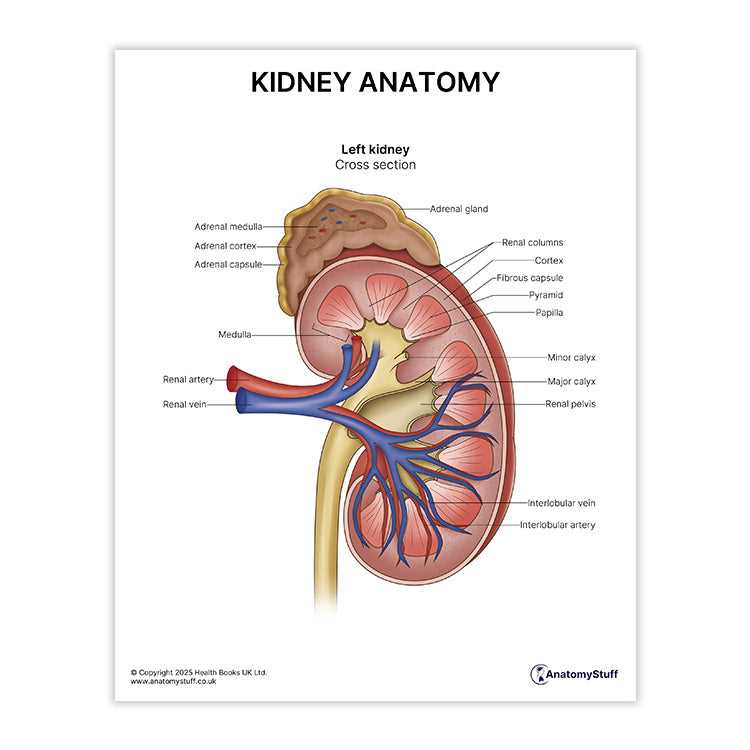 kidney schematic diagram kidney schematic diagram