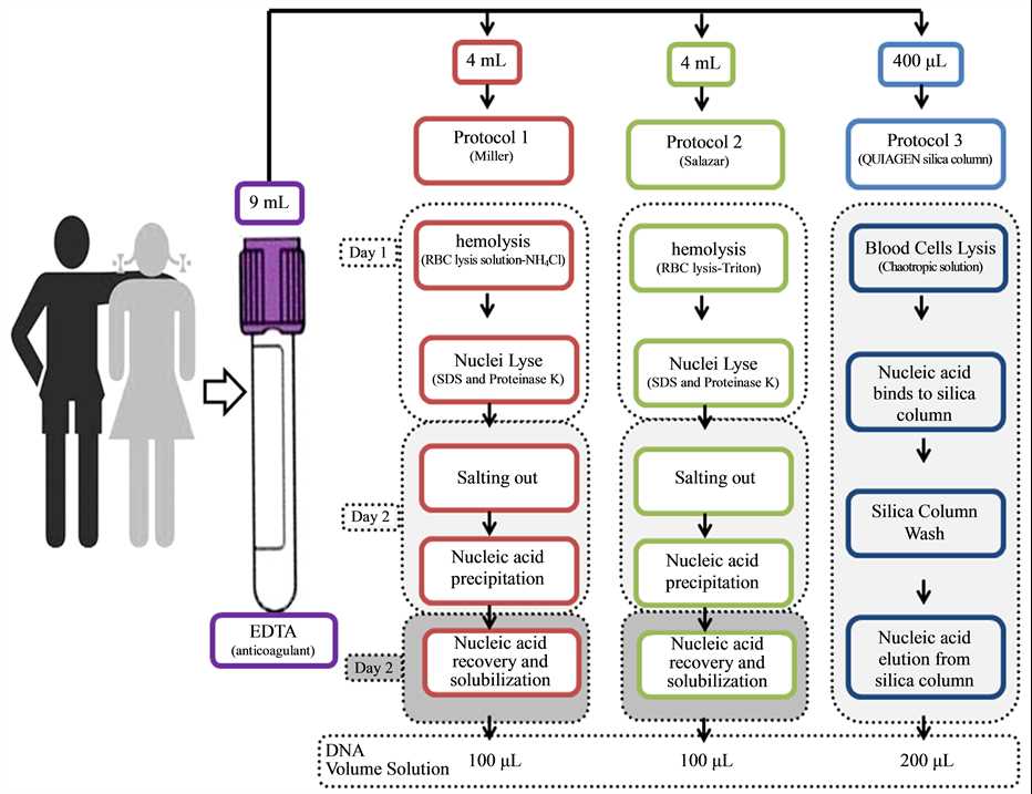 schematic diagram of dna extraction