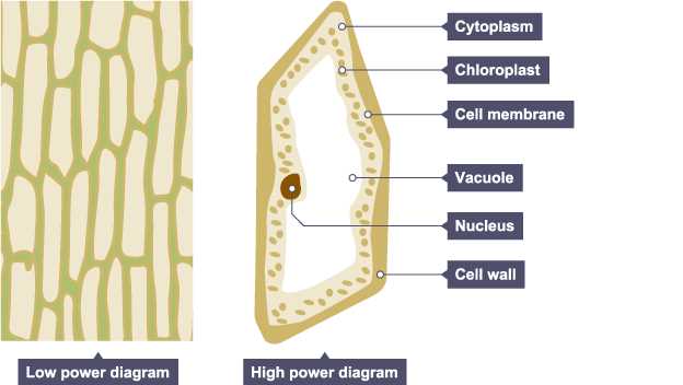 schematic diagram of typical plant cell
