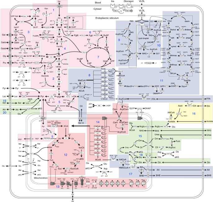 metabolic pathway schematic diagram
