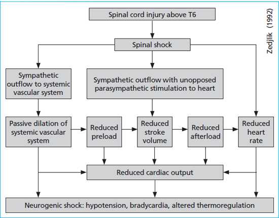 pathophysiology of spinal cord injury schematic diagram