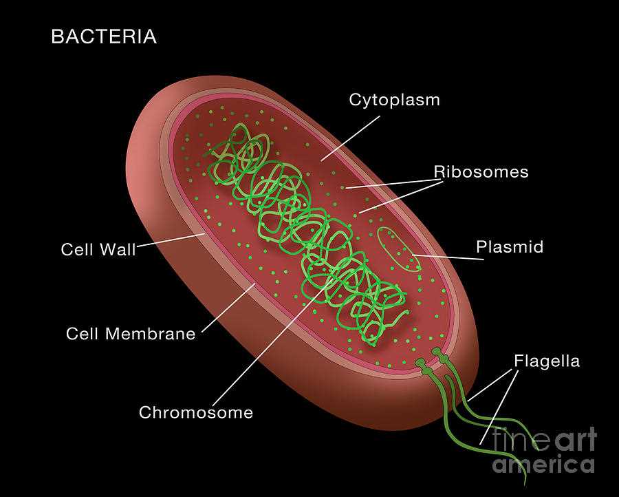 schematic diagram of bacterial cell