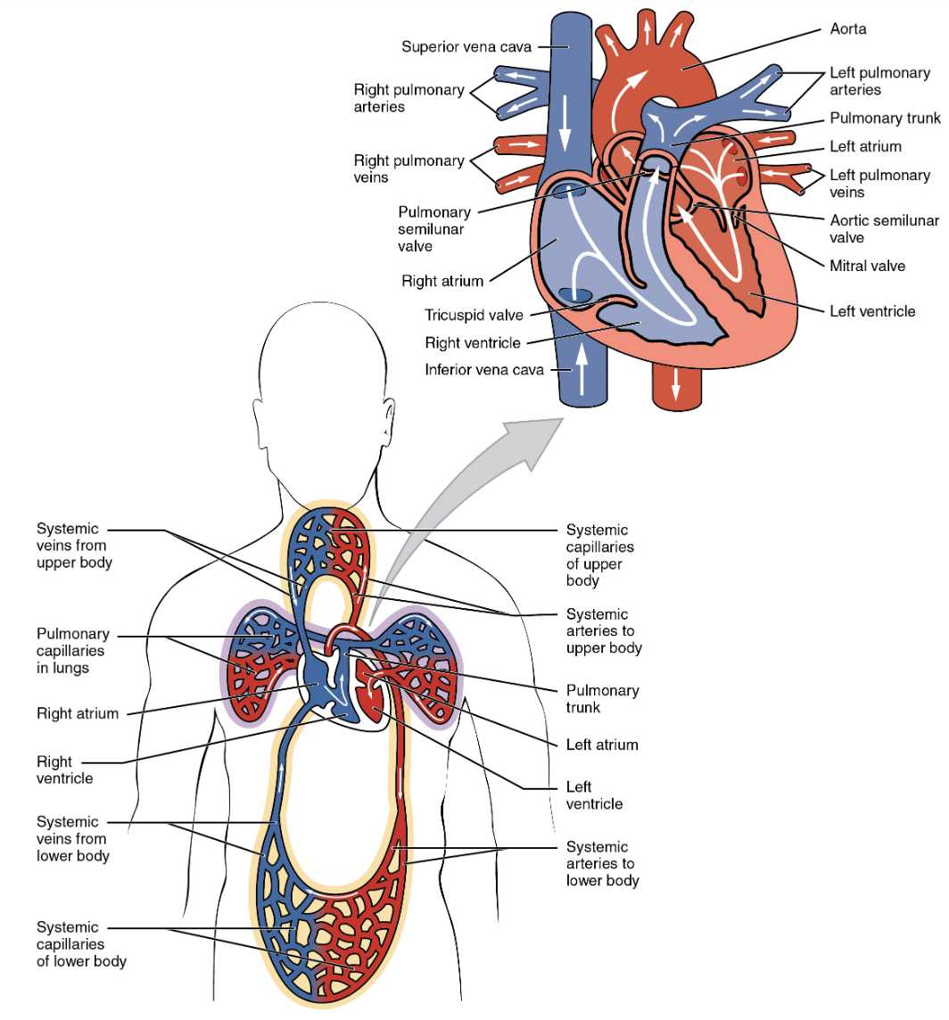 schematic diagram of human heart
