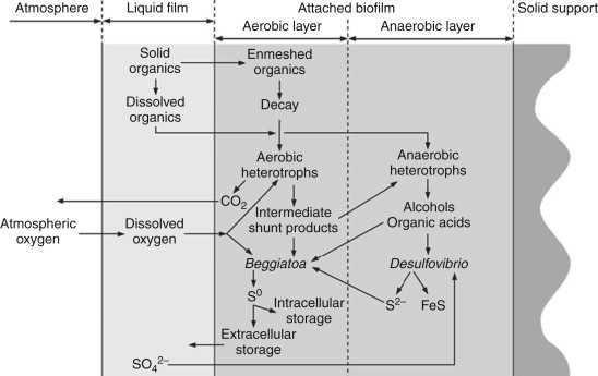 sulphur cycle schematic diagram