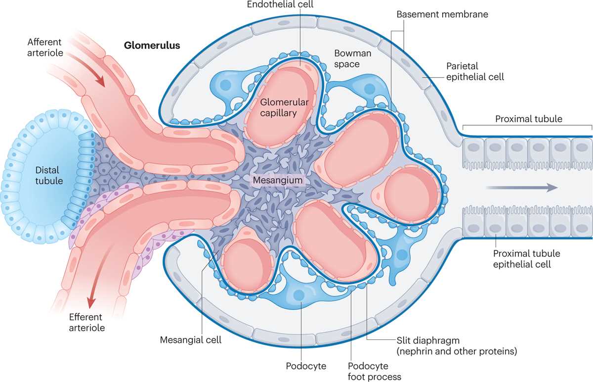 pathophysiology of glomerulonephritis schematic diagram