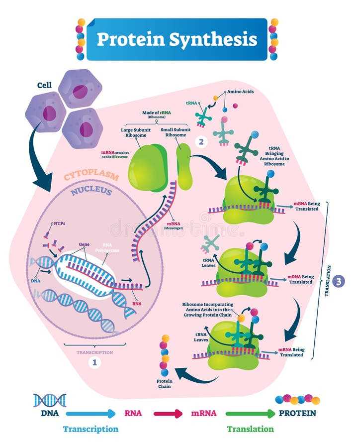 schematic diagram showing protein synthesis