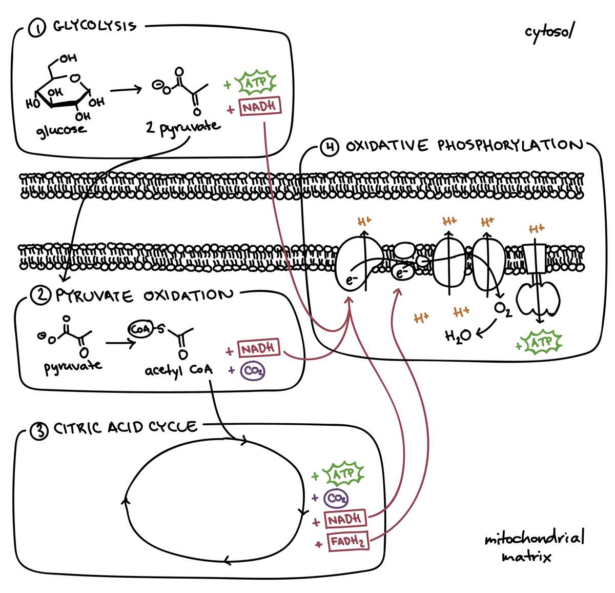 cellular respiration schematic diagram