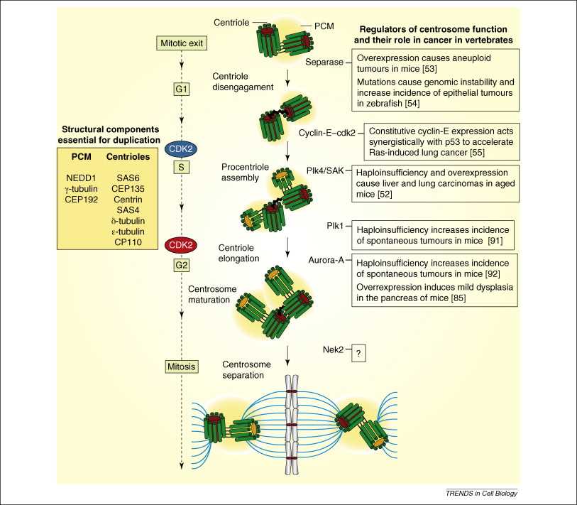 centrosome schematic diagram centrosome schematic diagram