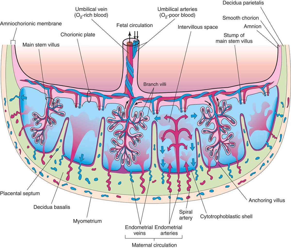 schematic diagram of a villus schematic diagram of a villus