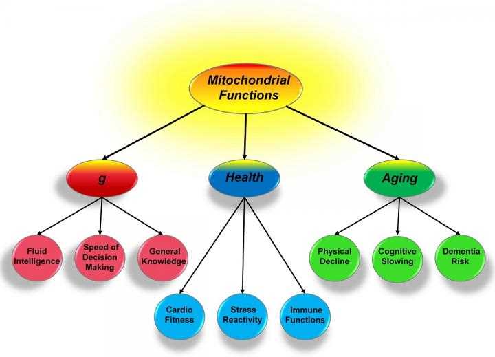 schematic diagram psychology schematic diagram psychology