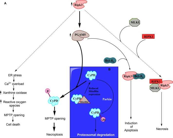 schematic diagram exposure mptp