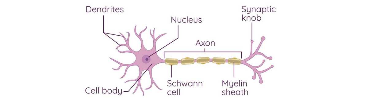 schematic diagram of a motor neuron