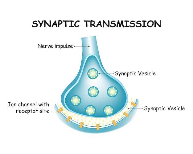 schematic diagram of a synapse