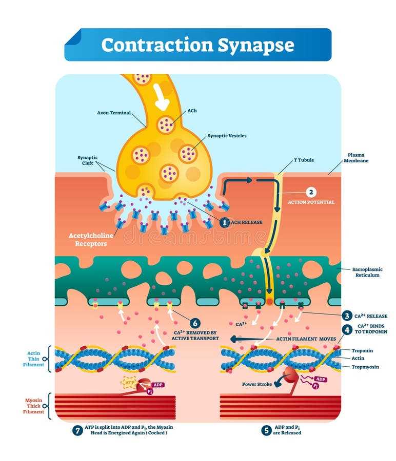 schematic diagram of a synapse