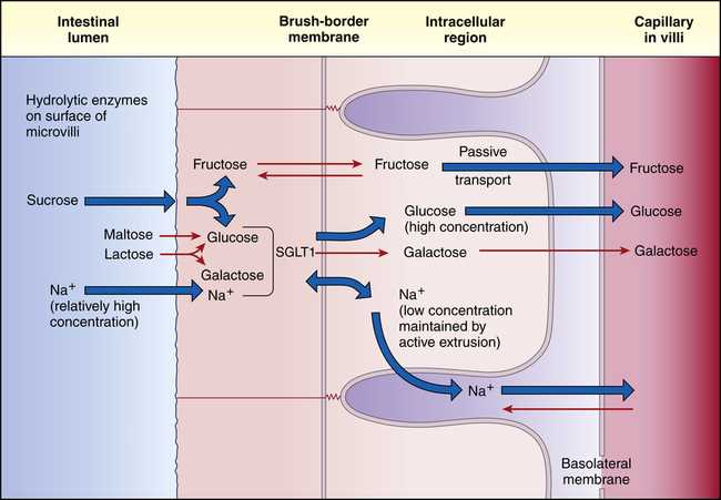 schematic diagram of a villus schematic diagram of a villus