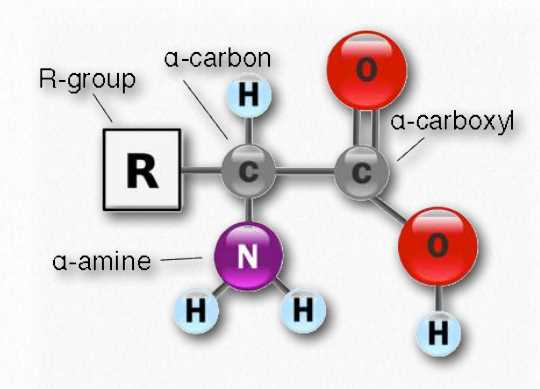 schematic diagram of amino acid schematic diagram of amino acid