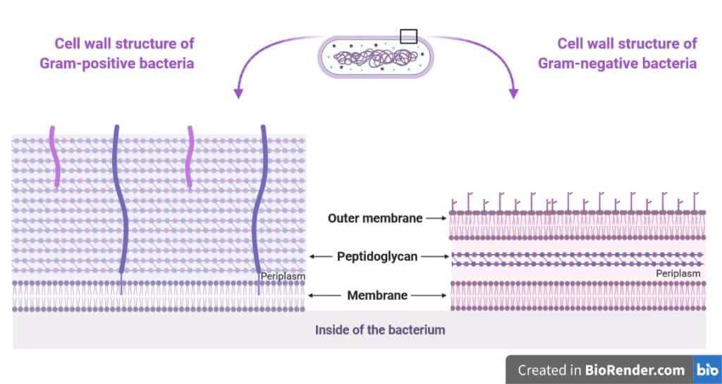 schematic diagram of bacterial cell