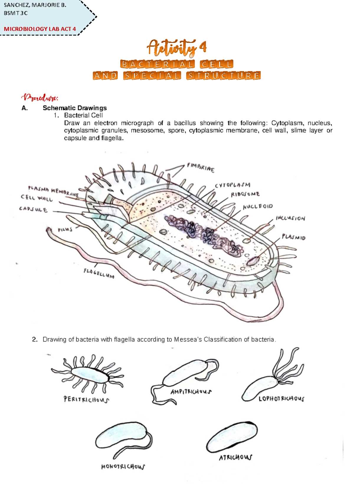 schematic diagram of bacterial cell