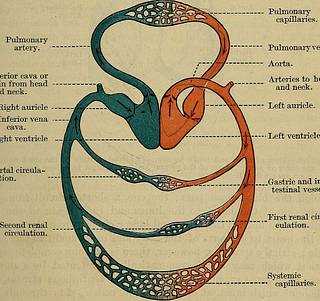 schematic diagram of blood collection process schematic diagram of blood collection process