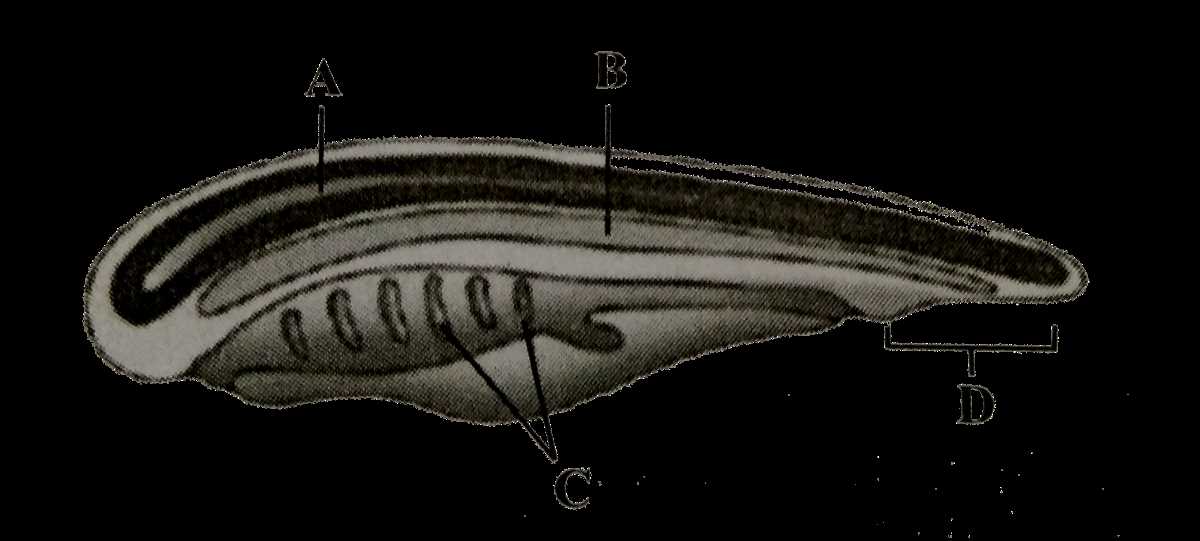 schematic diagram of blood flow in chordate