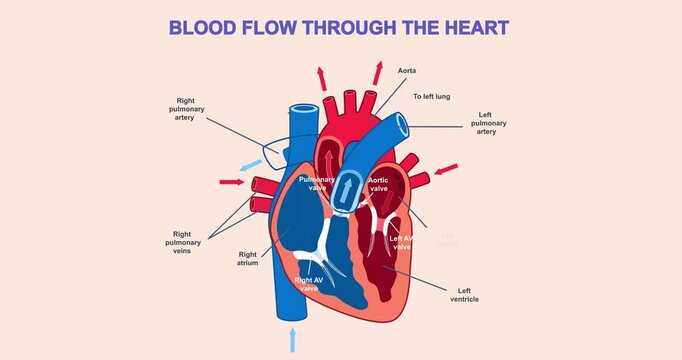 schematic diagram of blood flow in chordate