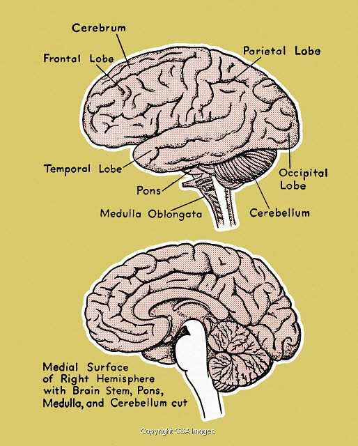 schematic diagram of brain pumb schematic diagram of brain pumb