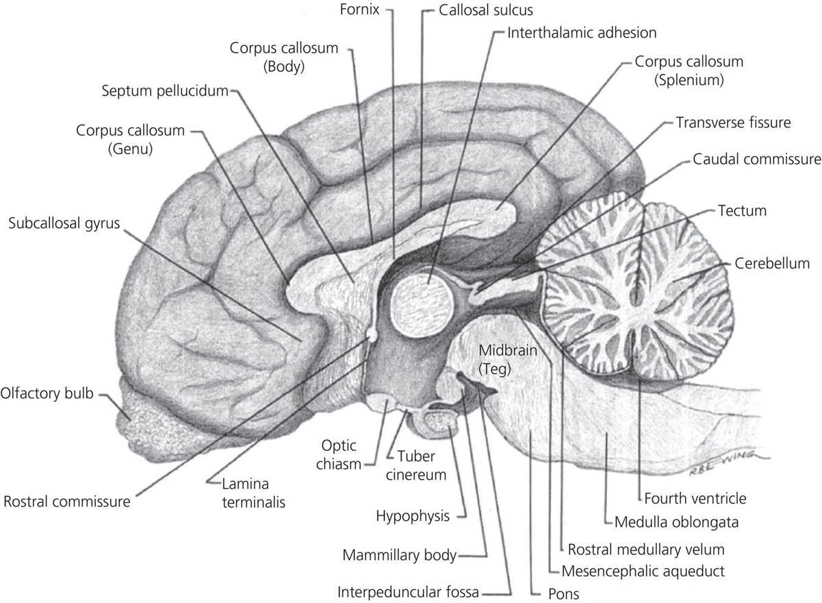 schematic diagram of brain schematic diagram of brain