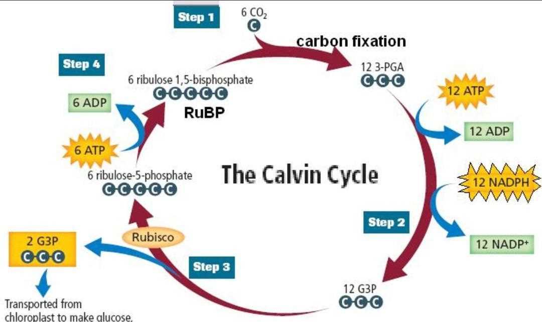 schematic diagram of calvin cycle