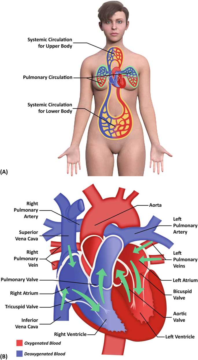 schematic diagram of cardiovascular system