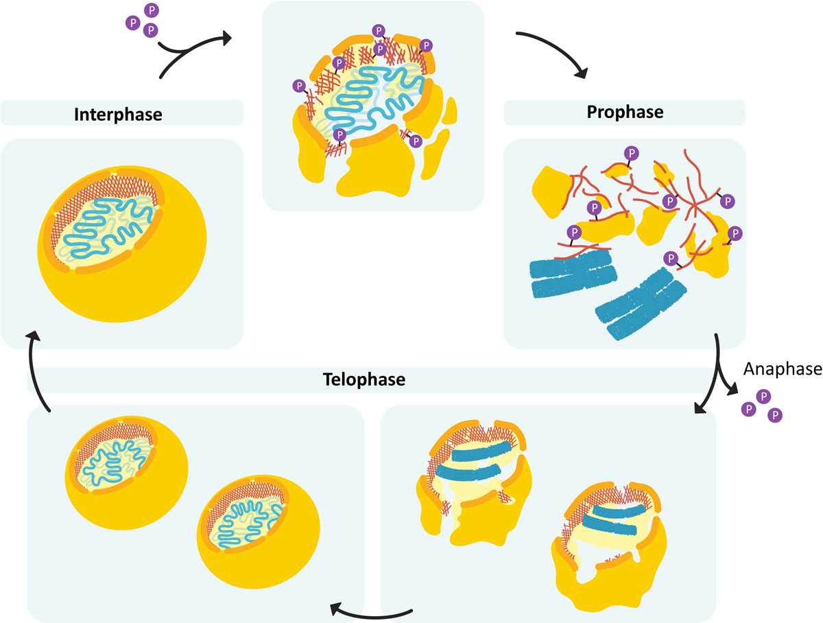 schematic diagram of cell cycle schematic diagram of cell cycle