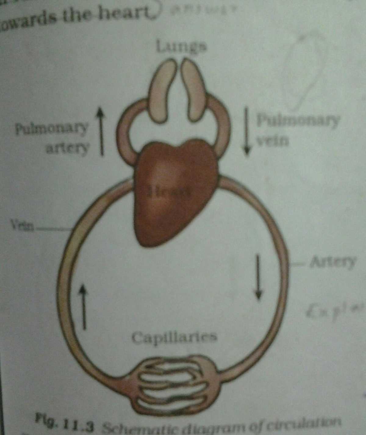 schematic diagram of circulation of blood