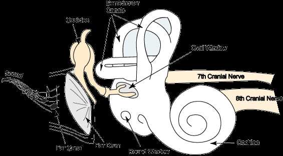 schematic diagram of ear schematic diagram of ear