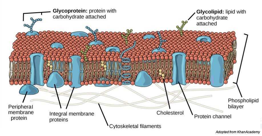 schematic diagram of generalized animal cell schematic diagram of generalized animal cell