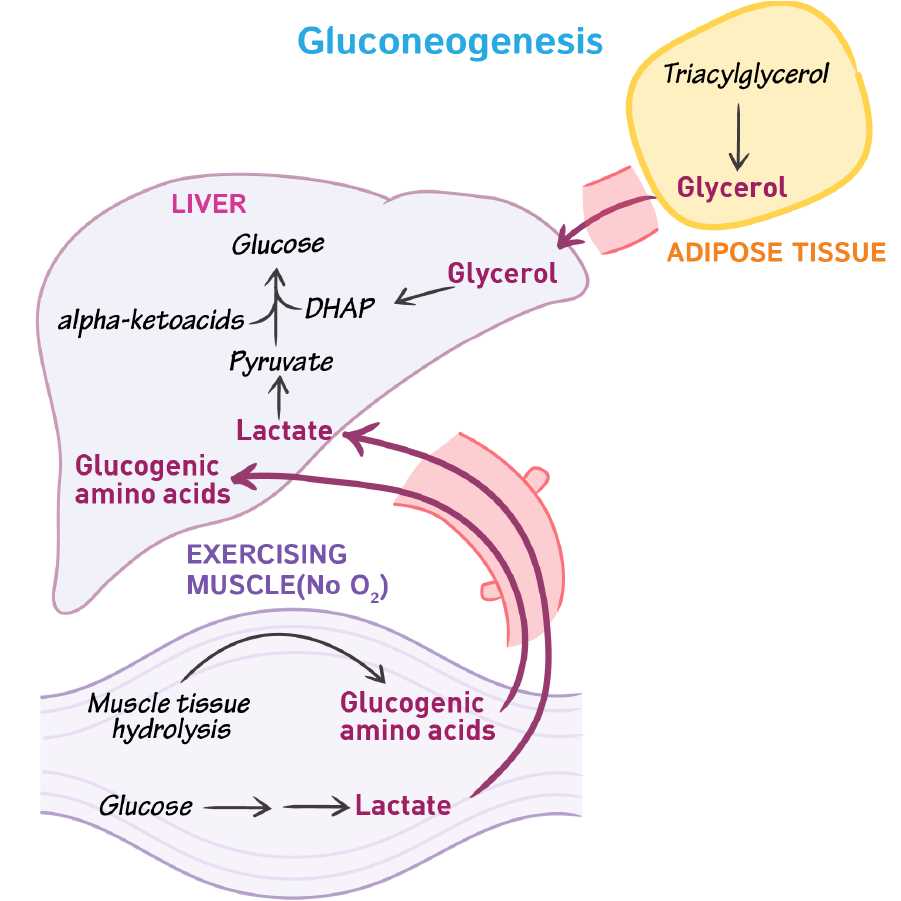 schematic diagram of gluconeogenesis