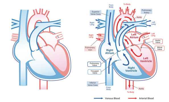 schematic diagram of heart blood flow